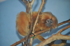 Leontopithecus