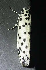 Ethmia clytodoxa