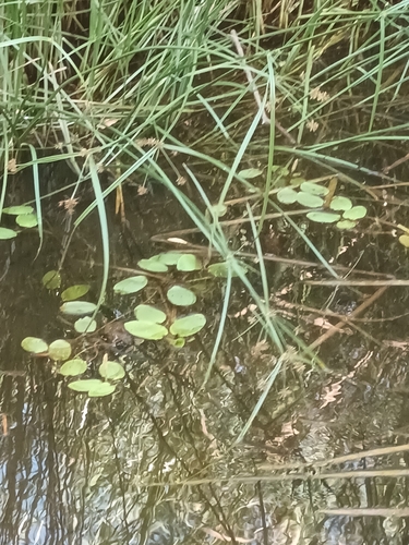 Potamogeton tricarinatus observed 2023-01-24