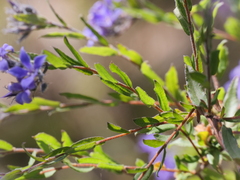 Billardiera drummondii