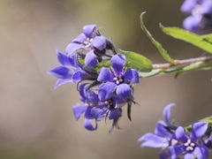 Billardiera drummondii