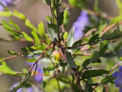 Billardiera drummondii