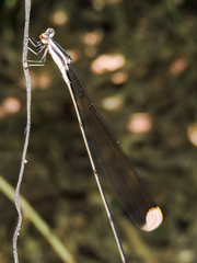 Mecistogaster ornata