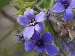 Billardiera drummondii