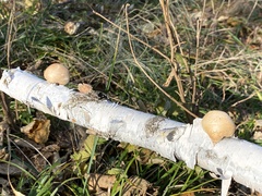 Fomitopsis betulina