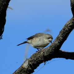 Aphelocephala leucopsis