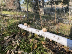 Fomitopsis betulina