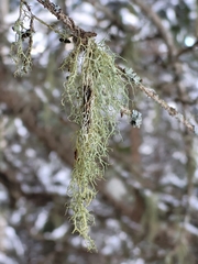 Evernia divaricata