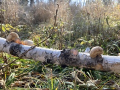 Fomitopsis betulina