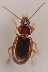 Trechus obtusus