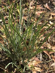 Lomandra multiflora dura