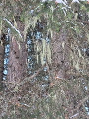 Evernia divaricata