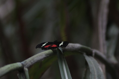 Heliconius hortense