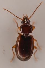 Trechus obtusus