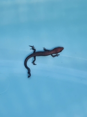 Lampropholis