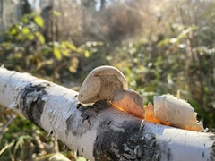 Fomitopsis betulina