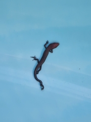 Lampropholis