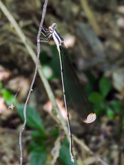 Mecistogaster ornata