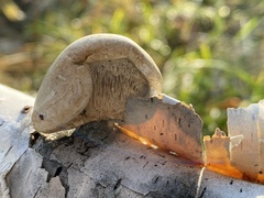 Fomitopsis betulina