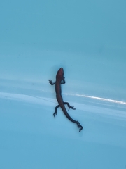 Lampropholis