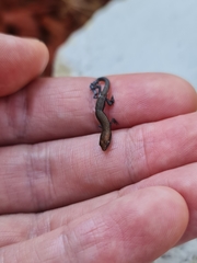 Lampropholis