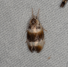 Piloprepes anassa