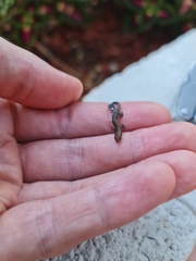 Lampropholis