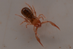Chthoniidae