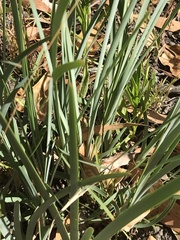Lomandra multiflora dura