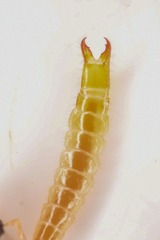 Dicellurata