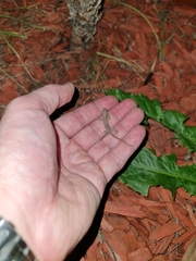 Hemidactylus garnotii