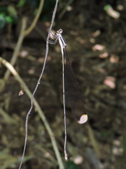 Mecistogaster ornata
