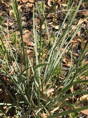 Lomandra multiflora dura