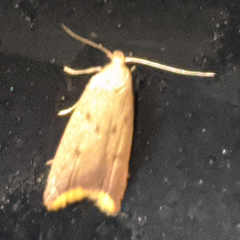 Tachystola acroxantha