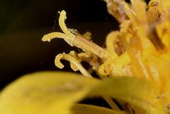 Rumfordia floribunda