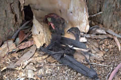 Pteropus conspicillatus