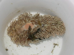 Aeolidia