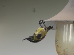 Nectarinia kilimensis