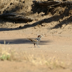 Pomatostomus ruficeps