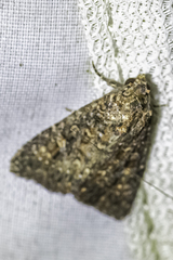 Hypoperigea