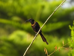 Drepanorhynchus reichenowi