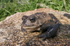 Anaxyrus boreas halophilus