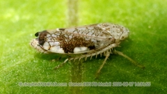 Nakaharanus sagittarius