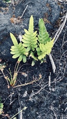 Blechnum capense
