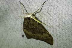Uresiphita ornithopteralis
