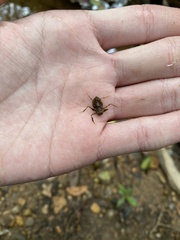 Macromia