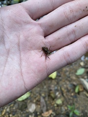 Macromia