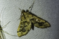 Nacoleia