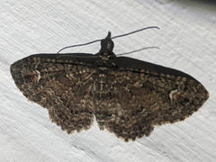 Pasiphilodes testulata