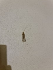 Italochrysa insignis